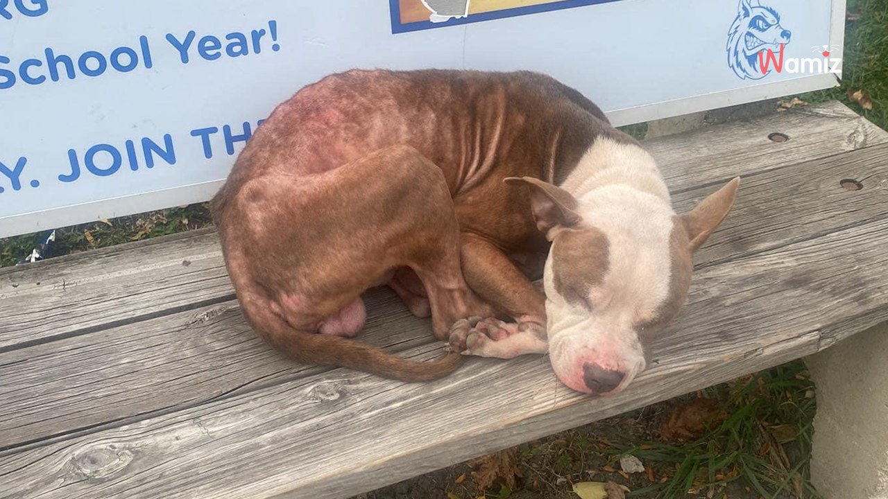 Il passe devant un arrêt de bus : la forme allongée sur le banc gelé lui arrache un cri d'horreur