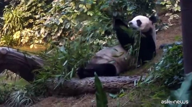 An An e Ke Ke, due nuovi panda giganti donati da Pechino ad Hong Kong