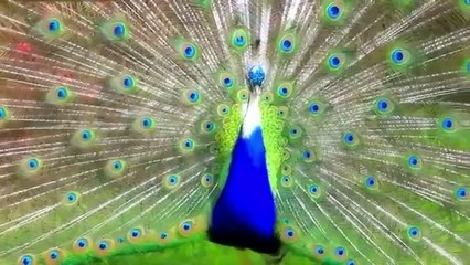 Allah Tumi Doyar Sagor --- Singer: Erin Zaman