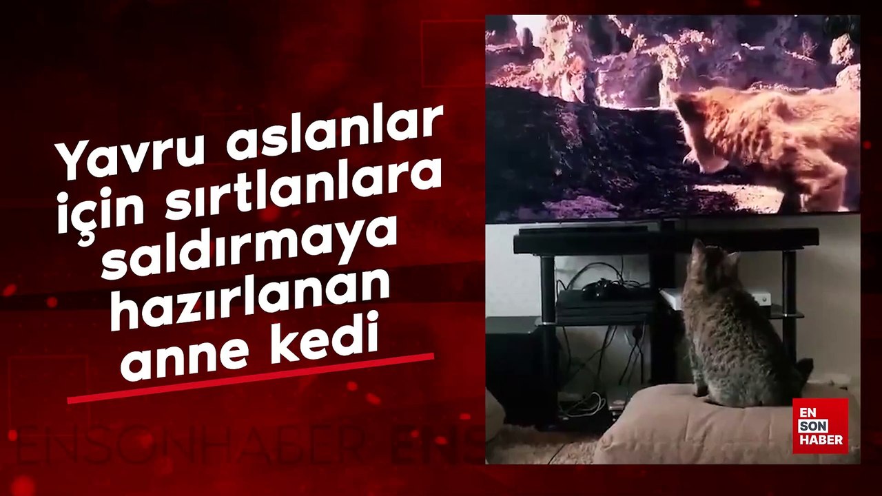 Yavru aslanları korumak için sırtlanlara saldırmaya hazırlanan anne kedi