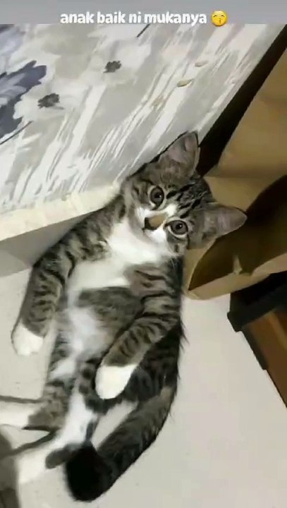ekpresi kucing lucu
