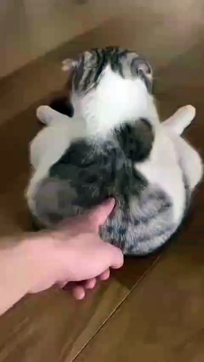 tingkah kucing lucu