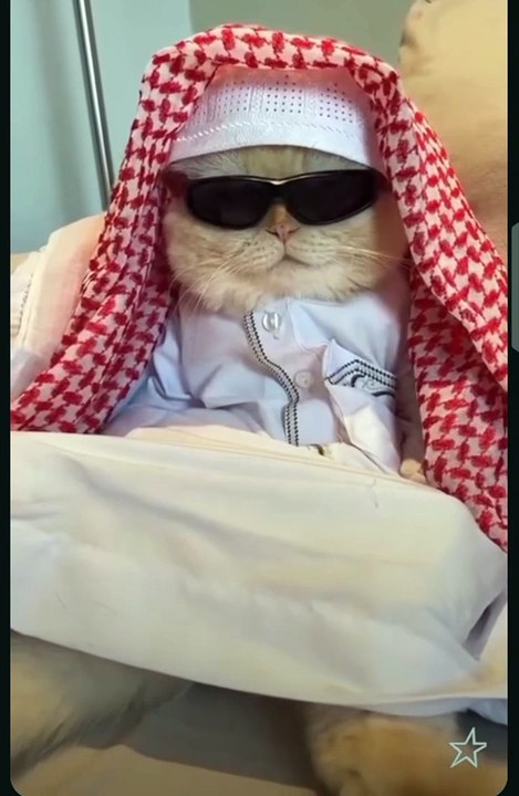 Entertainment#Videos funny