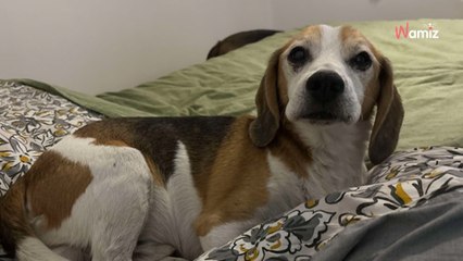 En chenil toute sa vie, il a été découvert auprès d'un autre chien mort : qui lui fera oublier ce terrible passé ?