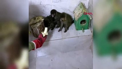 Sınır Kapısı’ndan Türkiye’ye maymun sokmak istedi: 41 bin 817 lira ceza yedi!