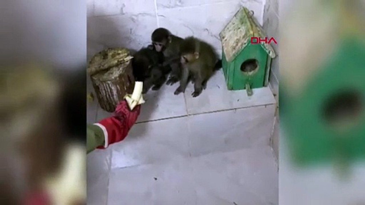 Sınır Kapısı’ndan Türkiye’ye maymun sokmak istedi: 41 bin 817 lira ceza yedi!
