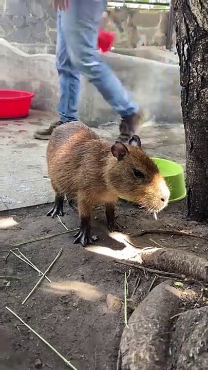 Capybara mukbang