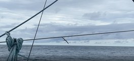 Thomas Ruyant navigue avec des albatros sur le Vendée Globe 2024