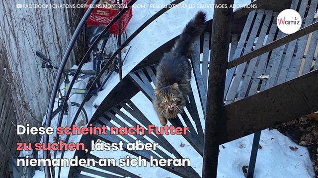 Streunerkatze sucht Futter, als ihr Leben plötzlich auf den Kopf gestellt wird!