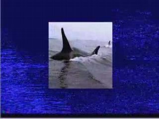 Lets Play Ecco the Dolphin: Exposition Central