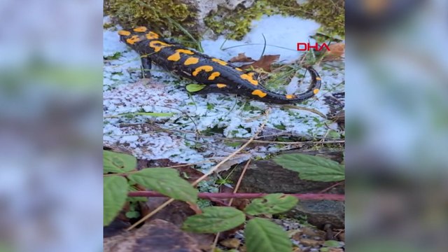 Gaziantep’te nesli tükenme tehlikesi altında olan 'Türk semenderi' görüldü