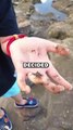 SAVING CRAB BABIES! #animals #animalstories #pets #animalrescue #cute #cuteanimals #natureglobal