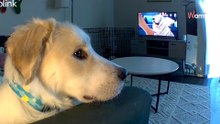 Deja a su golden retriever en casa: lo que hace deja boquiabiertos a 1 millón de internautas
