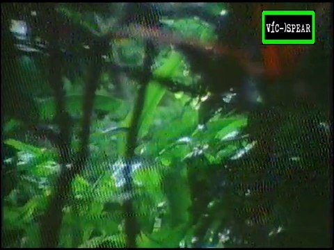 Cazadores: La huella del gato - Documental (1994) Español Latino *Ep. 6