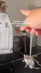 El curioso talento de una gata para ayudar a su dueña causa furor en TikTok