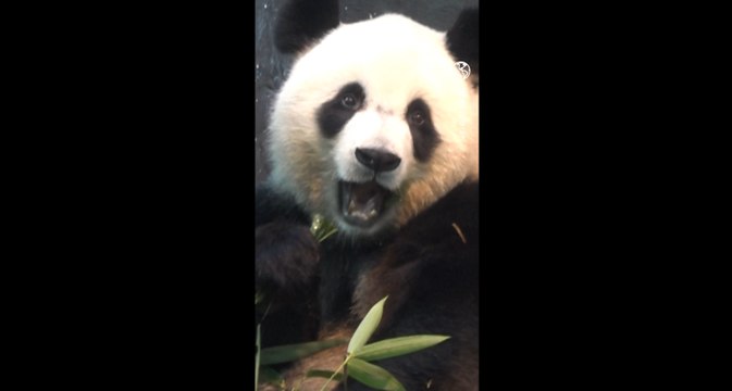 Les pandas géants An An et Ke Ke découvrent leur nouvel habitat à l'Ocean Park de Hong Kong