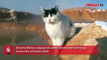 Sibirya soğuğunda adeta donan kedi termal su kenarında ısınmaya çalıştı