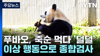 푸바오, 죽순 먹다 '덜덜덜'...관람객들이 먼저 알려 / YTN