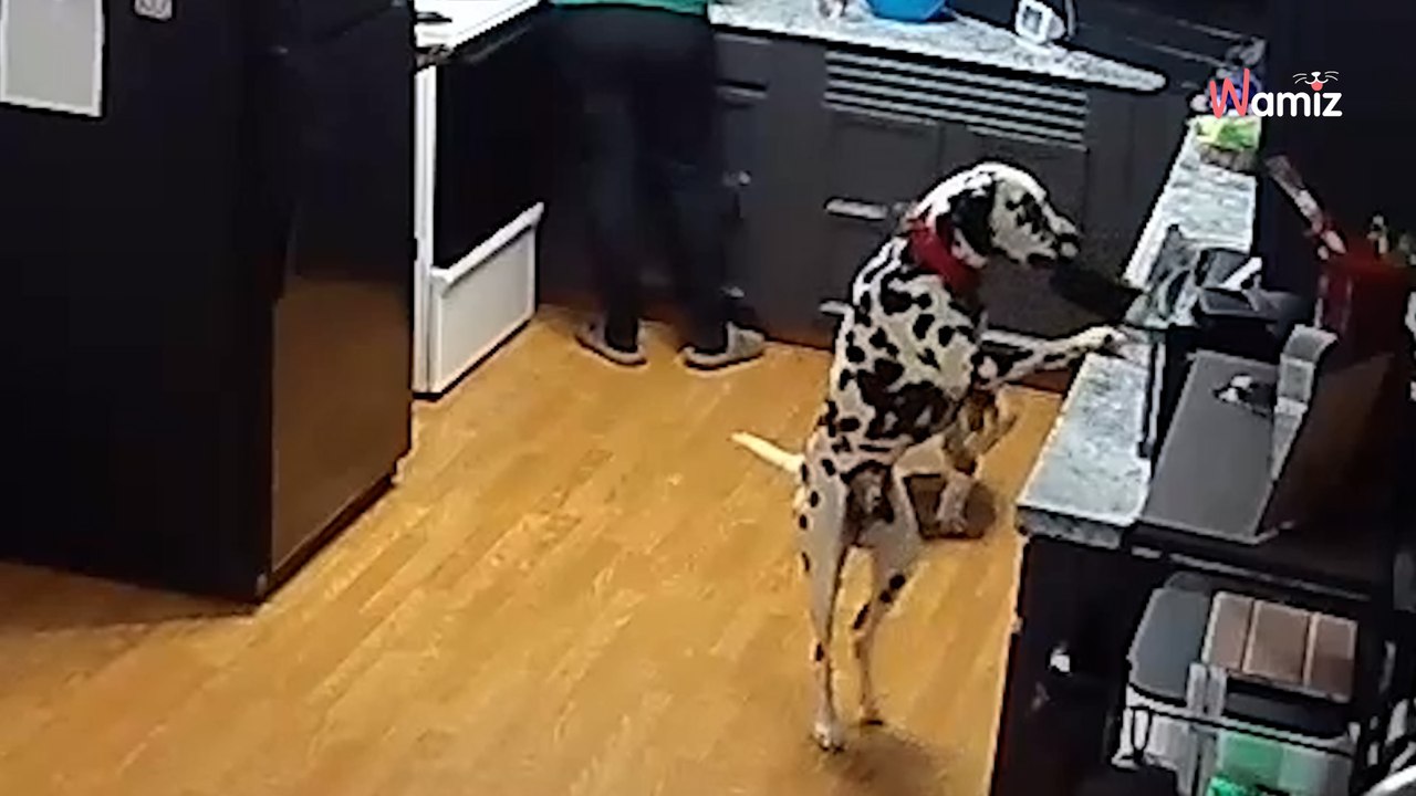 Ce Dalmatien décide de voler le repas du soir : son stratagème fait rire plus de 1M d’internautes