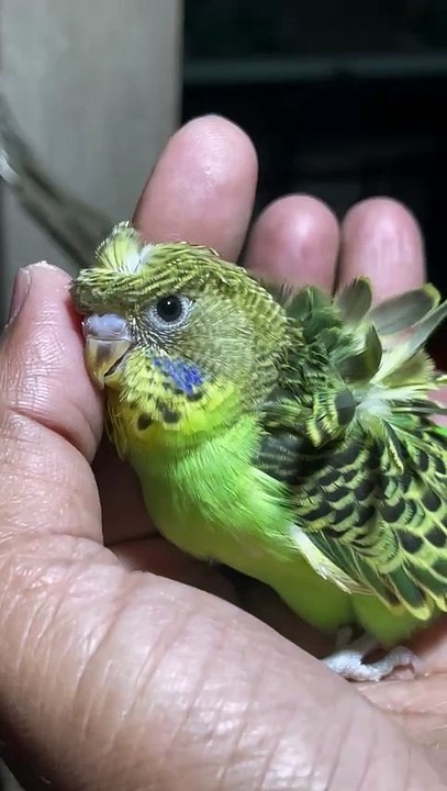 Pets life