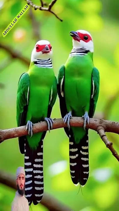 surah FAJR 66 create #shorts ##Shorts #Trending #Viral #ForYou #FYP #ComedyShorts #DailyDose #LifeHacks #FashionShorts #FoodShorts#NatureInQuran #QuranicNature #DivineCreation #NatureInspiredByQuran #QuranAndNature #EcoFaith #NatureReflections #SpiritualN