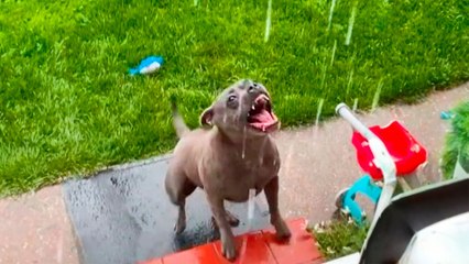 Pittie Leaps Out The Door When It Rains