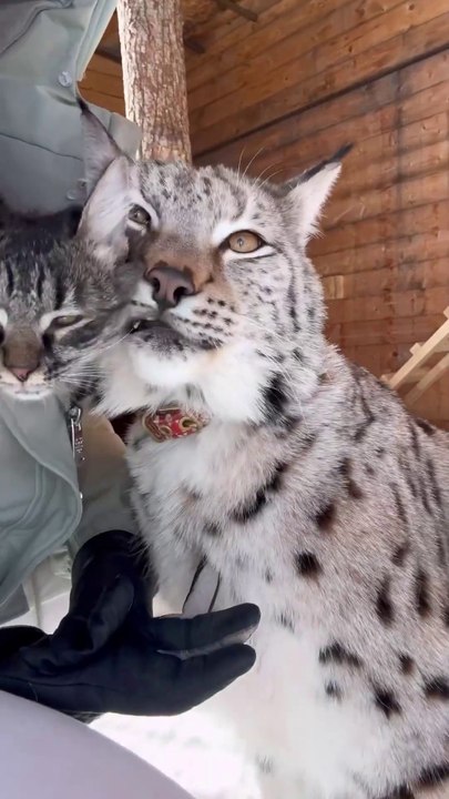 Rescue lynx has her own pet cat