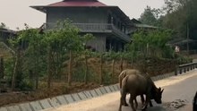 Bueyes en Vietnam