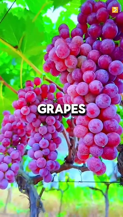 Did You Eat This Fruits ?
