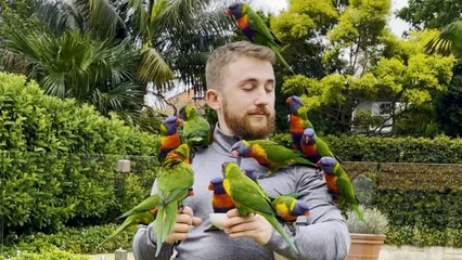 Wild Lorikeet Gets All His Friends To Visit This Guy
