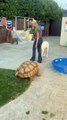 Woman is giving her massive pet tortoise a nighttime snack!