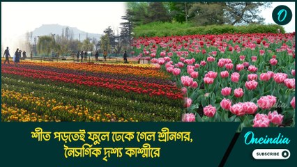 শীত পড়তেই ফুলে ঢেকে গেল শ্রীনগর, নৈসর্গিক দৃশ্য কাশ্মীরে