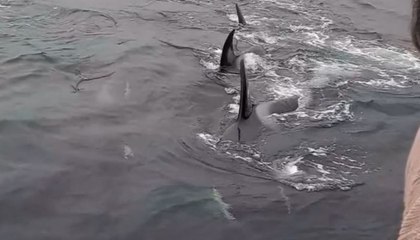 Woman films surreal up-close encounter with majestic orca pod