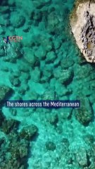 Record numbers of sea turtles nest in the Mediterranean
