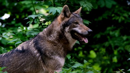 Bientôt, le loup pourra être chassé plus facilement