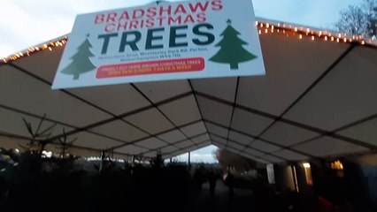 Discover the Magic of Bradshaws Christmas Trees in Perton 🎄