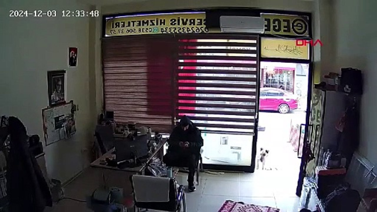 Sokak köpeği, kendisini besleyen kişinin dükkanına yiyecek bıraktı