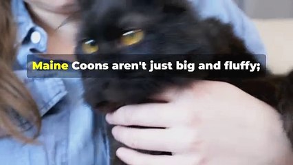 Why Your Maine Coon Needs Human Love