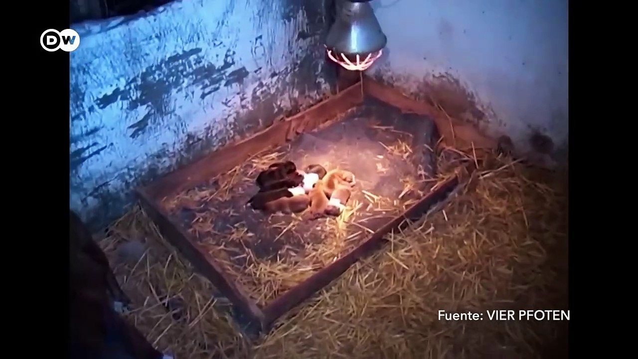 Tras las huellas de los traficantes de cachorros _ DW Documental(720P_HD)