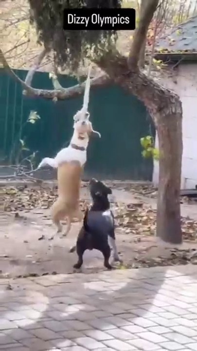 A dog try to catch somthings.. and hanged