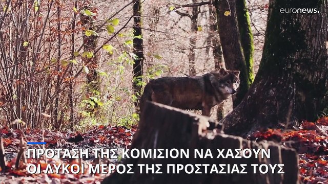 Οι λύκοι θα χάσουν την προστασία τους καθώς η ΕΕ εξασφαλίζει υποστήριξη για την υποβάθμιση του καθεστώτος τους