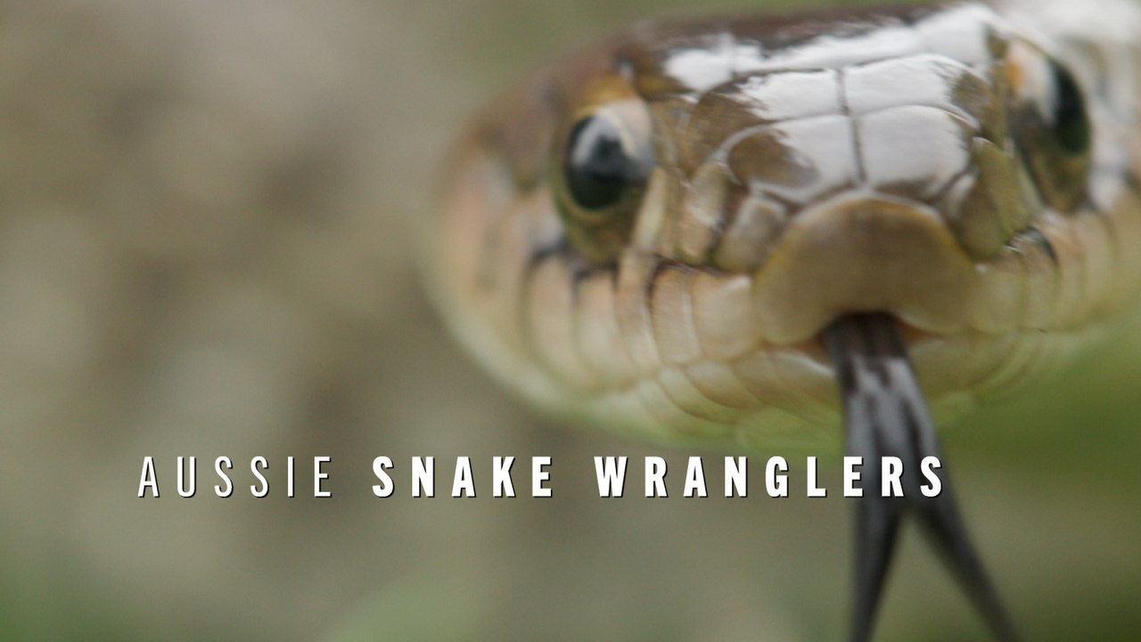 This Snake Isn't Afraid To Throw Hands | Aussie Snake Wranglers Clip ...