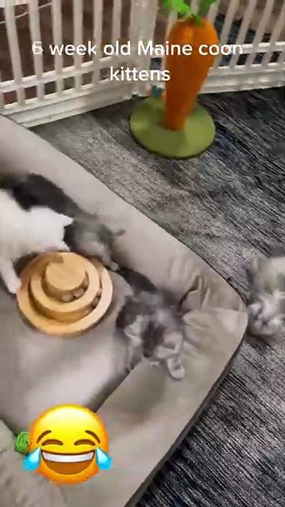 Maine Coon Kittens at 6 weeks old