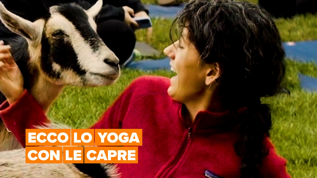 Lo yoga con le capre esiste!