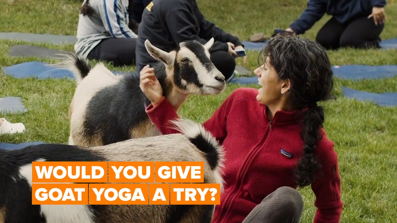 Meet the woman who started the goat yoga craze