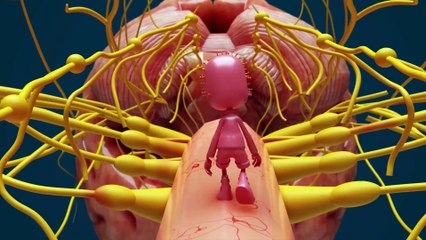 How RABIES Kills_ Explained In 5-Mins