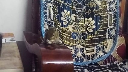 A Squirrel eating Nuts