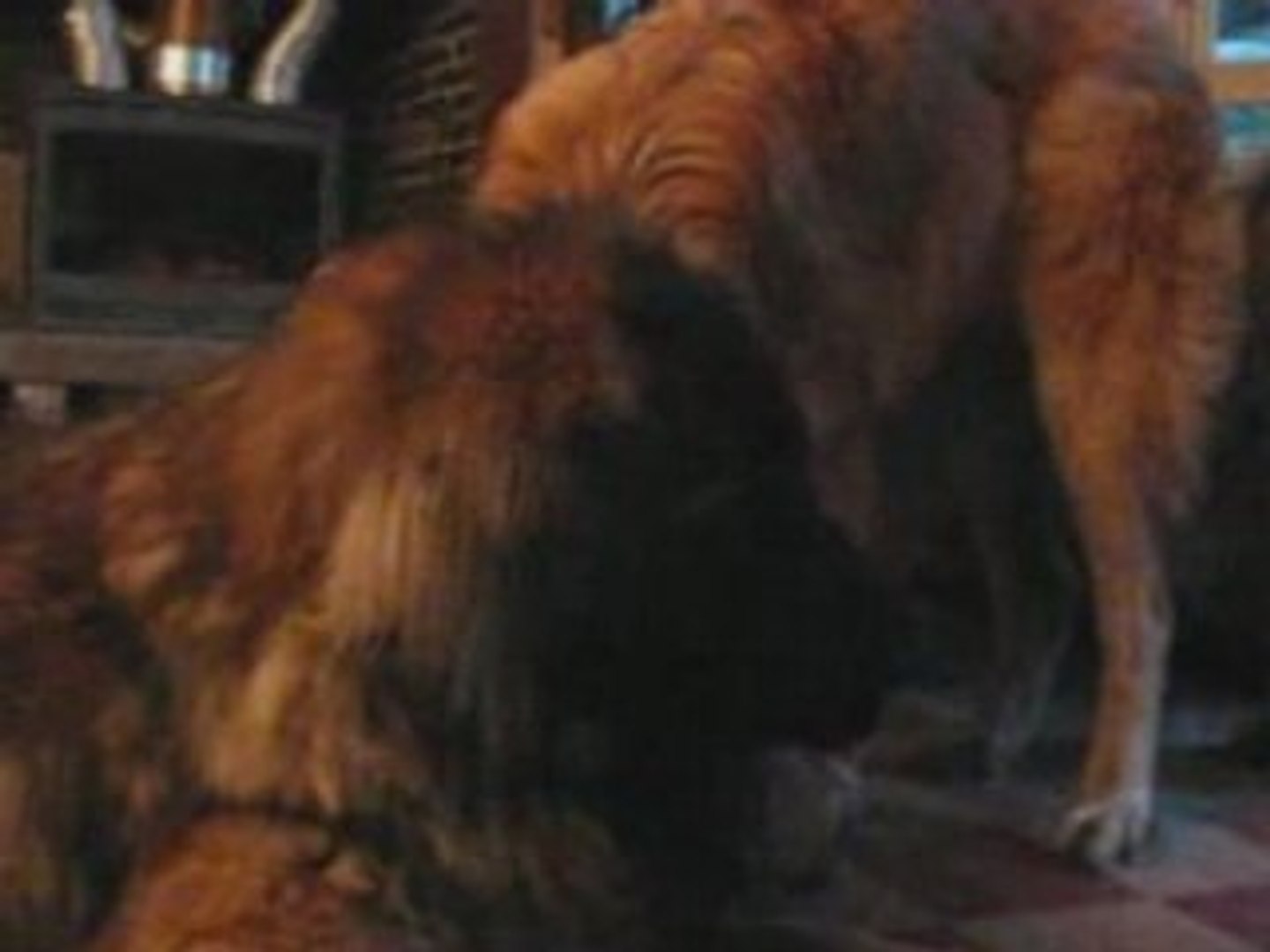 Leonbergs En Famille