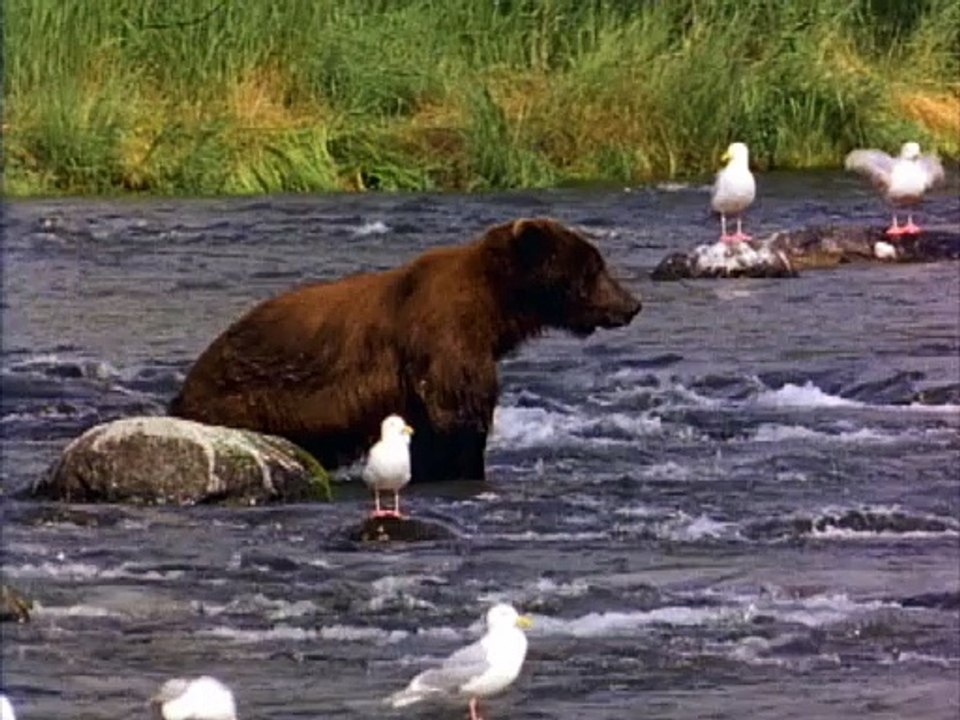 Bear.wmv