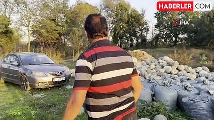 Düzce'nin Ünlü Bal Kabağı Tezgaha Çıktı